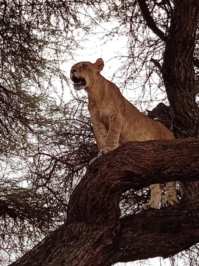 Safari - Manyara National Park - 3 days