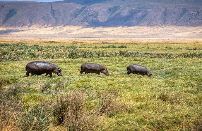 Safari - Ngorongoro Conservation Area - 3-4 days