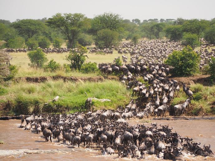 Safari - Serengeti National park - 5-8 days