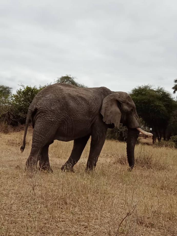 Safari - Tarangire National Park - 4 days