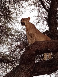 [SAFAMANY3] Safari - Manyara National Park - 3 days