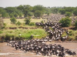 [SAFASERE58] Safari - Serengeti National park - 5-8 days